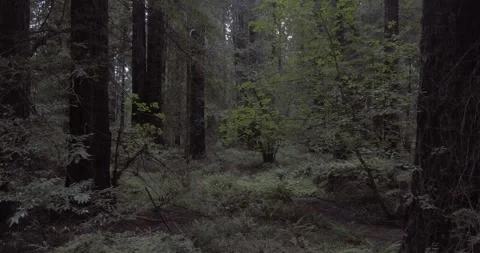 Tracking Shot through Lush Redwoods Forest | Drone Shot Stock Footage 134355707
