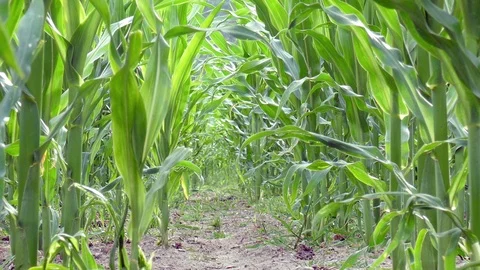 Tracking shot  through maize field Stock Footage 91220801