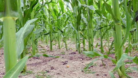 Tracking shot  through maize field Stock Footage 91221918