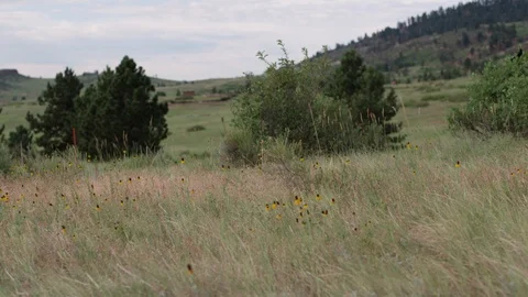 Tracking shot through mountain side grass lands Stock Footage 86924212