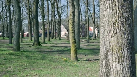 Tracking shot through a park during spring Video stock 335026823