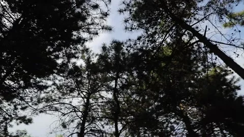 Tracking shot through pine forest park Stock Footage 333546684