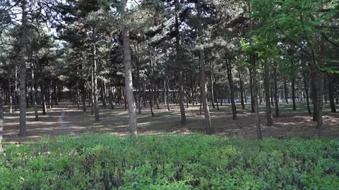 Tracking shot through pine forest park Stock Footage 333546687