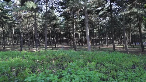 Tracking shot through pine forest park Stock Footage 333546689