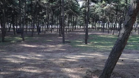 Tracking shot through pine forest park Stock Footage 333546721
