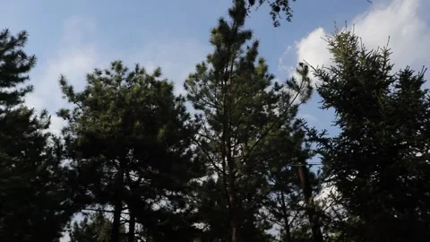 Tracking shot through pine forest park Stock Footage 333546729
