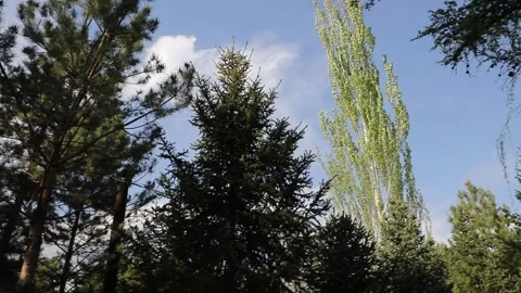Tracking shot through pine forest park Stock Footage 333546731