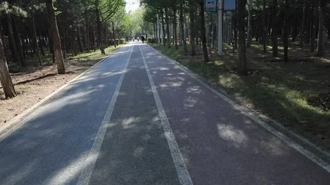 Tracking shot through pine forest park Stock Footage 333546739
