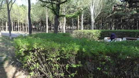 Tracking shot through pine forest park Stock Footage 333546740