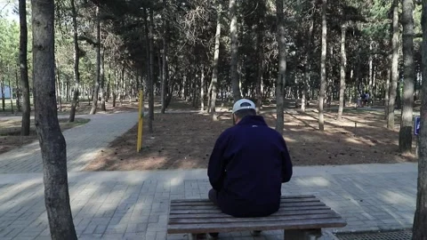 Tracking shot through pine forest park Stock Footage 333546791