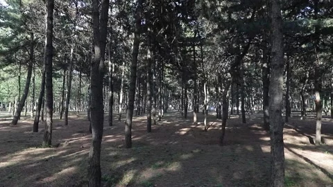 Tracking shot through pine forest park Stock Footage 333546839