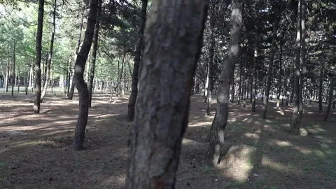 Tracking shot through pine forest park Stock Footage 333546840