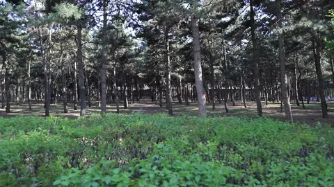 Tracking shot through pine forest park Stock Footage 333546869