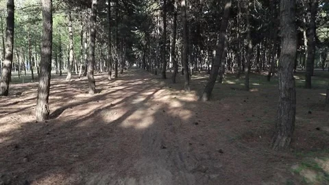 Tracking shot through pine forest park Stock Footage 333546876
