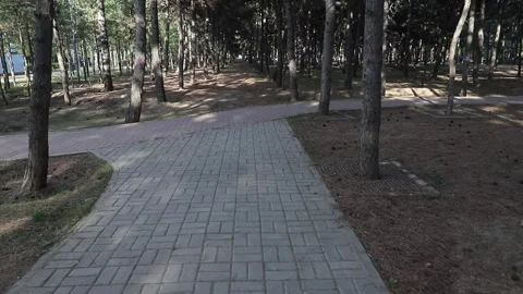 Tracking shot through pine forest park Stock Footage 333547654