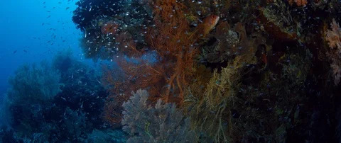 Tracking shot through a scarlet coral reef with gorgonian Stock Footage 96188475