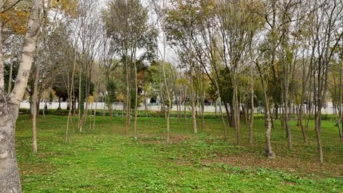 Tracking Shot Through Sparse Trees in a City Park Video stock 311871381