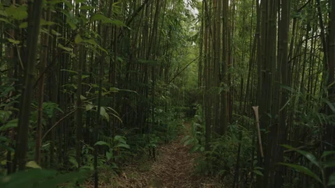 Tracking Shot Through Trail in Bamboo Forest 4K Stock Footage 267048938