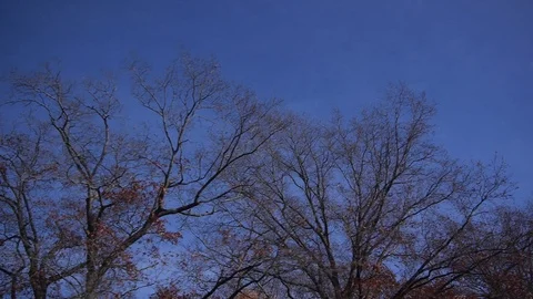 Tracking Shot Through Trees Stock Footage 91236534