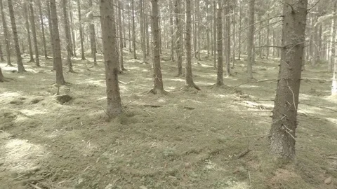 Tracking shot through typical plantation artificial forest in Sweden. Stock Footage 77049147