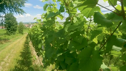 Tracking shot through vineyards in Germany Stock Footage 157506089