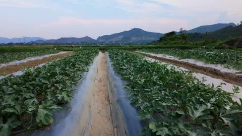Tracking Shot Through Watermelon Rows, Slow Motion, 4K Stock Footage 308047456