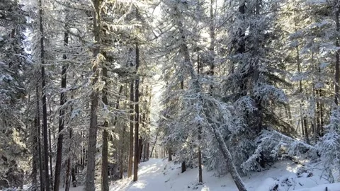 Tracking shot through winter forest with snow covered trees with sun flare. Stock Footage 305066433