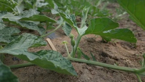 Tracking shot of tiny young watermelon, slow-motion 4K Stock Footage 308017090