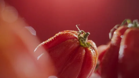 TRACKING SHOT ON TOMATOES COVERED WITH WATER DROPS SPINNING AROUND Stock Footage 132775271