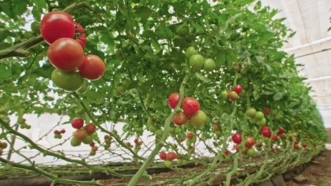 Tracking shot of Tomatoes in a greenhouse Stock Footage 89976204