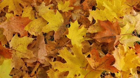 Tracking shot on top of red and yellow maple leaves on the ground, autumn, Wide Video stock 80989501