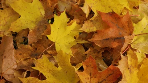 Tracking shot on top of red and yellow maple leaves on the ground, autumn Stock-Footage 80989599