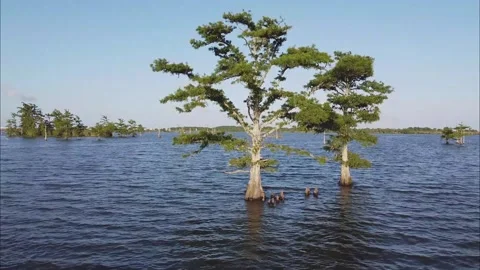 Tracking shot toward trees in a lake Stock-Footage 131324650