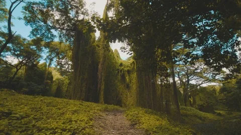 Tracking shot towards large tree and dense foliage in Havana forest Cuba Stock Footage 88764021