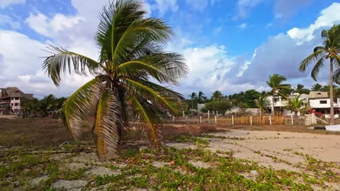 Tracking shot towards a palm tree Stock Footage 267039651