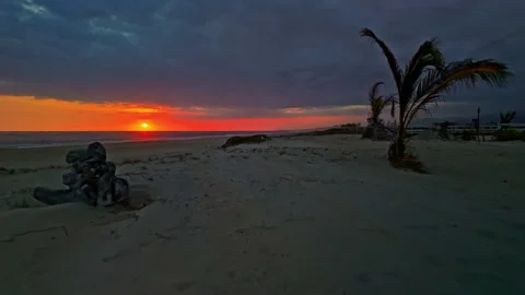 Tracking shot towards the sunset with plants on both sides Stock Footage 265172611