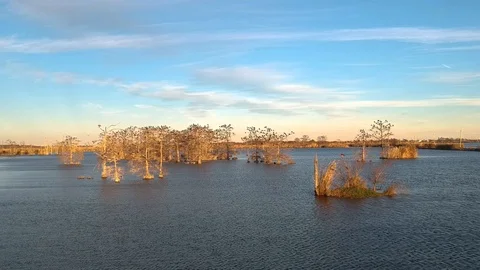 Tracking shot towards trees in middle of lake with birds flying around Stock Footage 101304740
