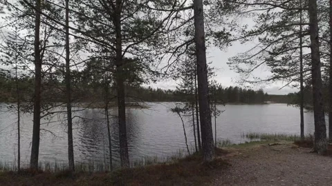 Tracking shot transitions from an open lake view into a dense pine forest Stock Footage 318919207