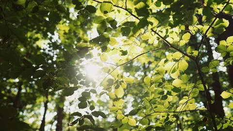 Tracking shot of tree leafs with rays of sun and lens flare Stock Footage 114468684