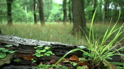 Tracking Shot: Tree Trunk On The Ground With A Spider, Grass and Clover Stock Footage 37605805