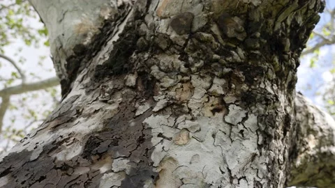 Tracking shot of the tree trunk showing its barks, slow motion Stock-Footage 234231988