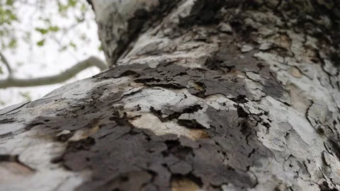 Tracking shot of the tree trunk showing its barks, slow motion Stock Footage 234232074