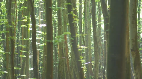Tracking Shot Of Tree Trunks In A Forest Stock Footage 36646491