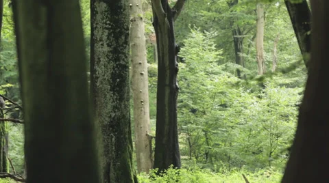 Tracking Shot Of Tree Trunks in A Forest Stock Footage 36838007