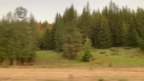 Tracking Shot of Trees Stock Footage 156973278