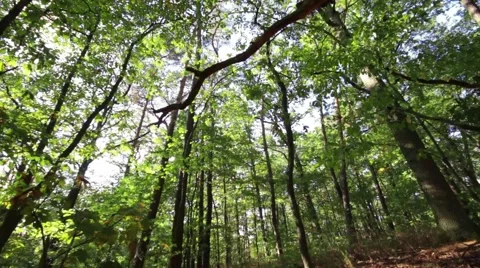Tracking shot from the trees in forest with back light 스톡 동영상 42016620