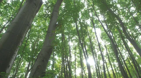 Tracking Shot Of Trees in A Forest Video stock 36646534