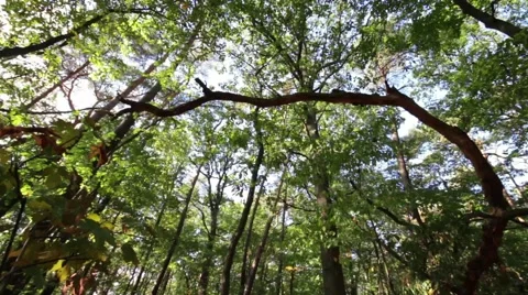 Tracking shot from the trees in forest 库存影片 42493298