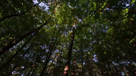 Tracking shot from the trees in the forest Stock Footage 42499985