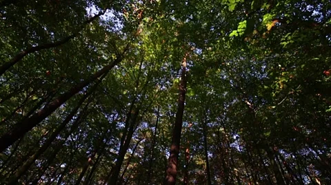 Tracking shot from the trees in forest Stock Footage 42501639